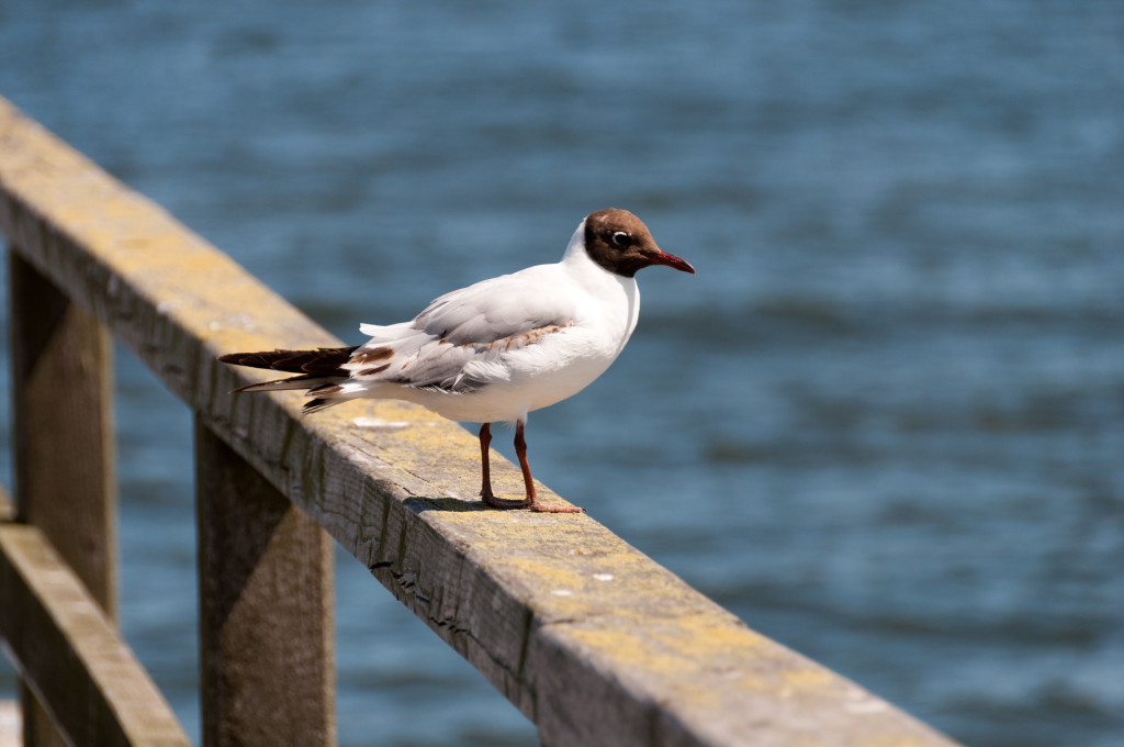 2011_06_29-11_38_21-007