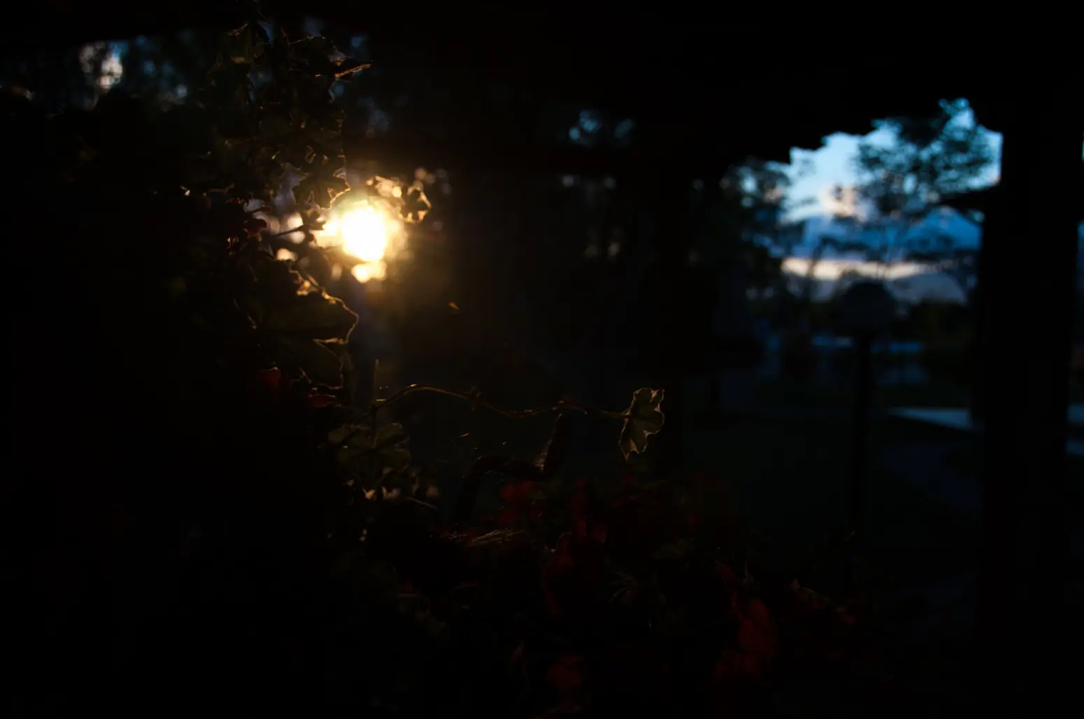 DSC_5417
